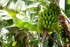 Puerto Limon Banana Plantation cruise excursion